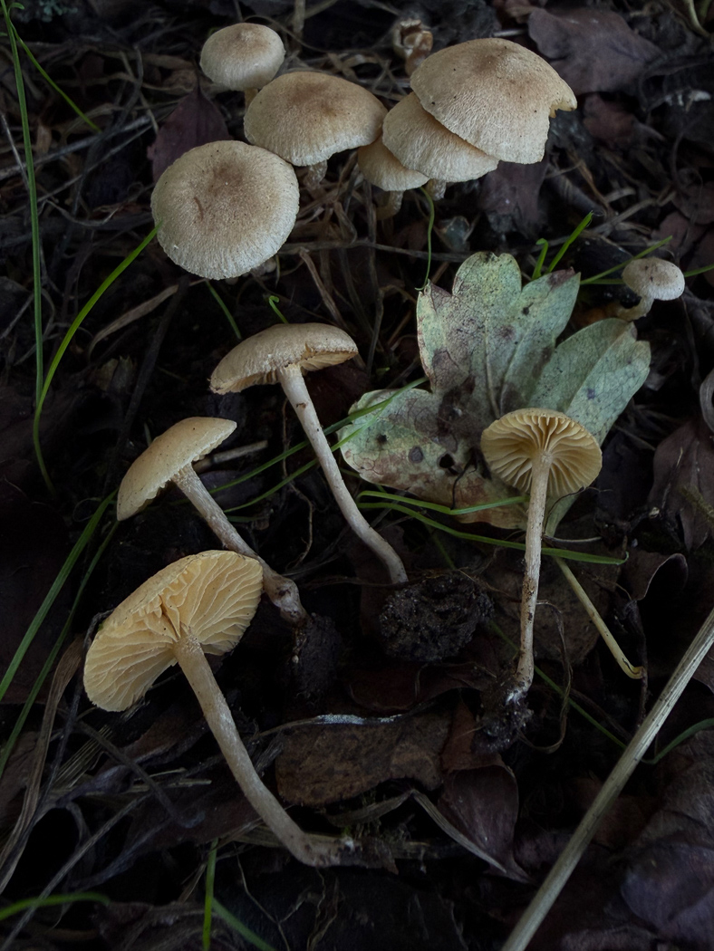 Photo © Sarah Ebdon Tubaria dispersa by Sarah Ebdon